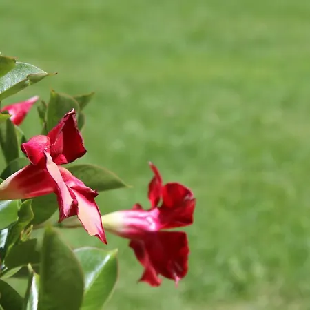 Konukevi Haus Brigitte Serfaus