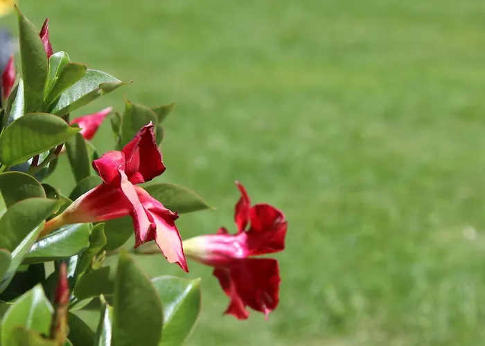 Pensionat Haus Brigitte Serfaus